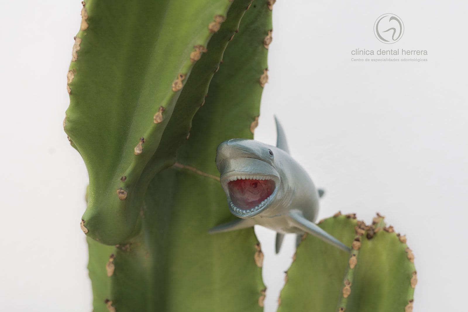 dientes-de-tiburon